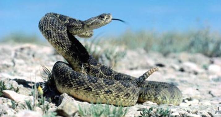 Son iki ayda 36 nəfəri ilan sancıb