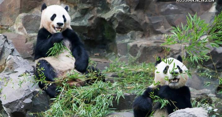 Çin dostluq simvolu olaraq ABŞ-yə iki panda göndərəcək