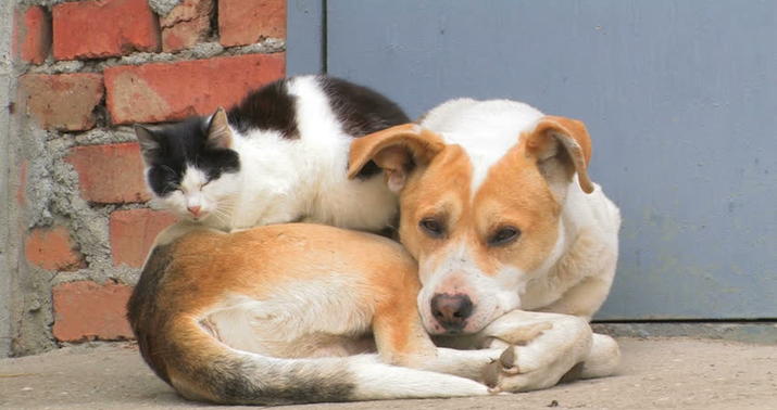 Beyləqanda son bir ayda it dişləmiş 47 nəfər xəstəxanaya müraciət edib