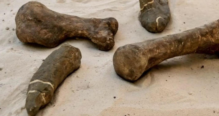Meksikada yeni dinozavr növü aşkarlandı -
