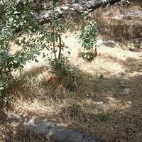 Bakı və regionlarda yaşıllıqlara 200 min manata yaxın ziyan vurulub