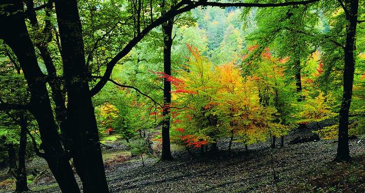 Azərbaycanda Milli Park yaradıldı -  Sərəncam 