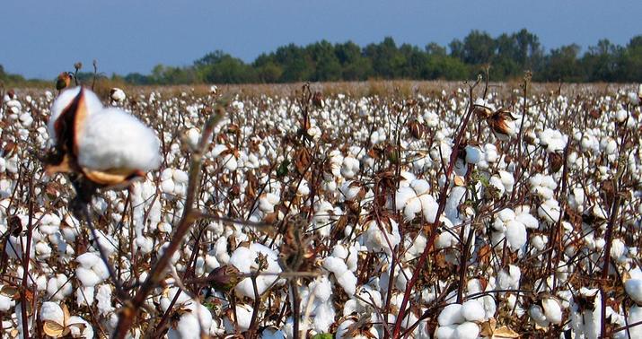 Azərbaycan ixracında pambıq birinci yerə çıxdı -