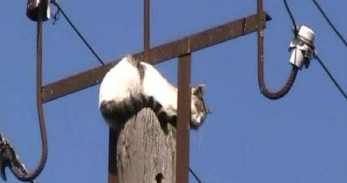 Salyanda ibrətamiz olay -