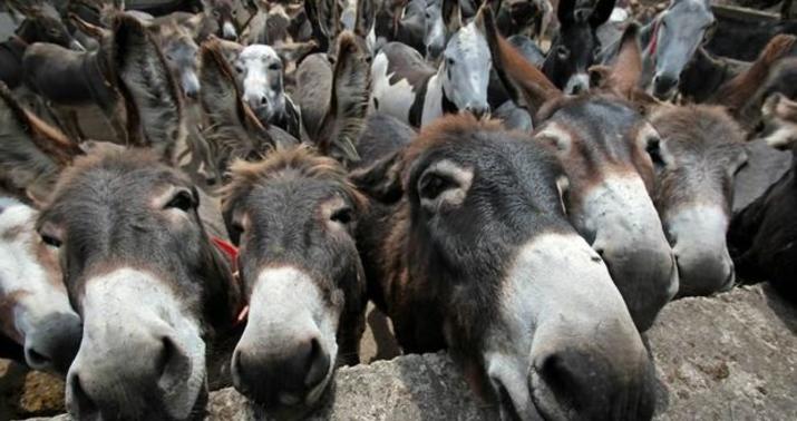 Azərbaycanda uzunqulaqların sayı açıqlandı -