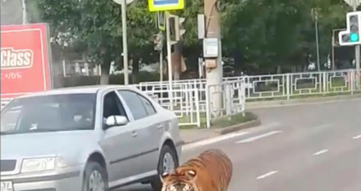 Pələng yolda qorxulu anlar yaşatdı -