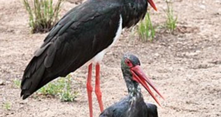 Zooparkda bir yumurtadan iki leylək balası çıxdı -