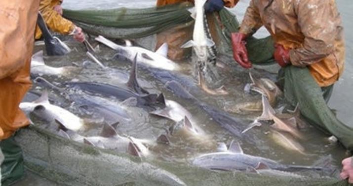 Qanunsuz ov edən şəxs cəzalandırıldı