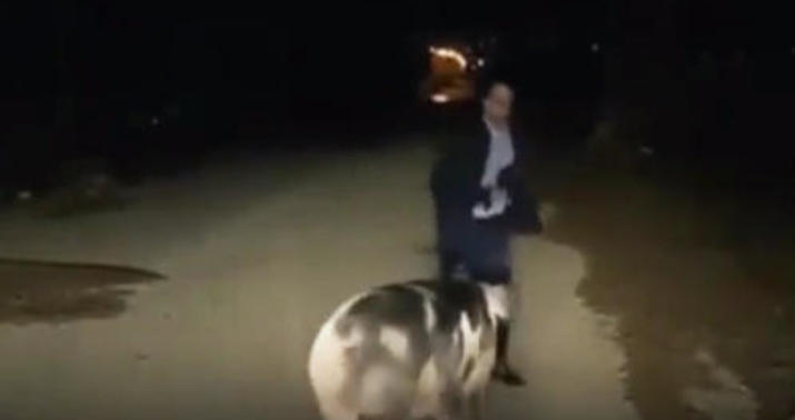 Donuz müxbirə hücum etdi -