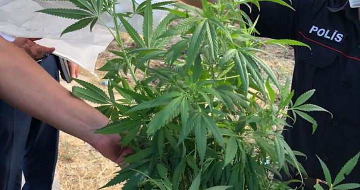 Qusarda narkotik bağbanı tutuldu