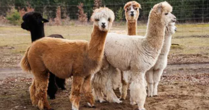 COVID-19-un müalicəsində bir ilk -