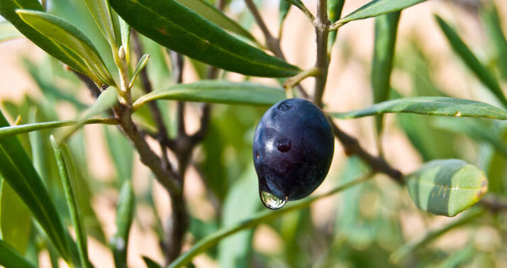 Elmi olaraq sübut edildi: