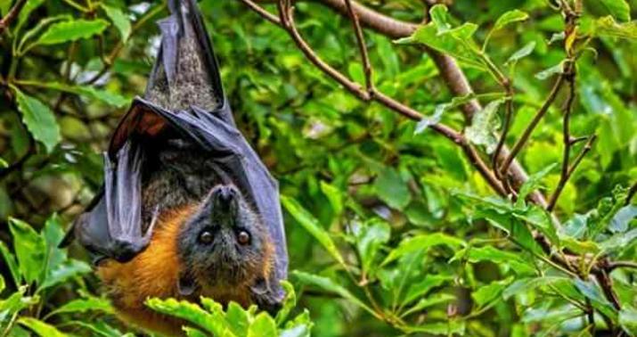 Koronavirusa bənzər virus aşkarlandı –