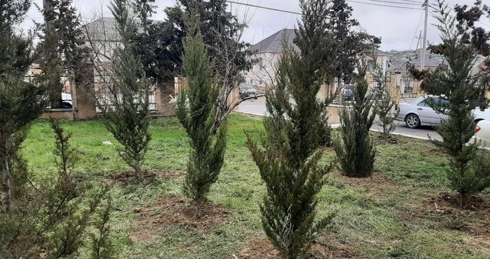 Azərbaycanda ağac və kolları sığortalamaq mümkün olacaq