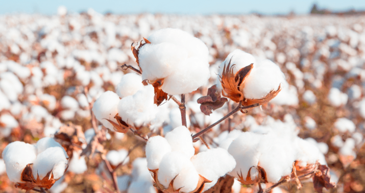 2026-cı ildə fermerlərə pambığın hər tonuna görə 215 manat ödəniləcək