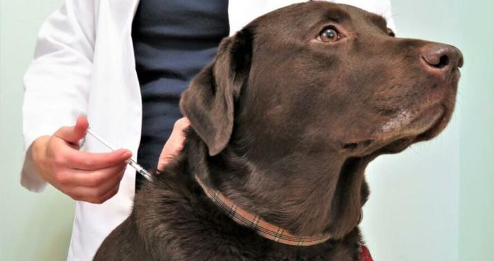 Rusiyada daha bir ilk: