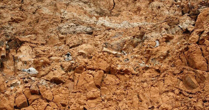 Heyvanların mənşəyi ilə bağlı mühüm tapıntı –