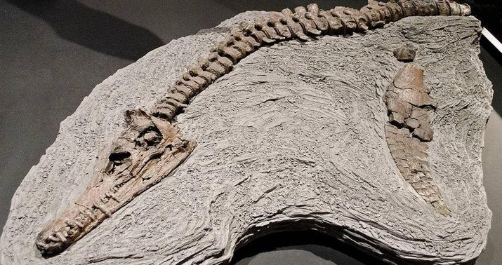 Çində naməlum dinozavr cinsinin qalıqları tapıldı