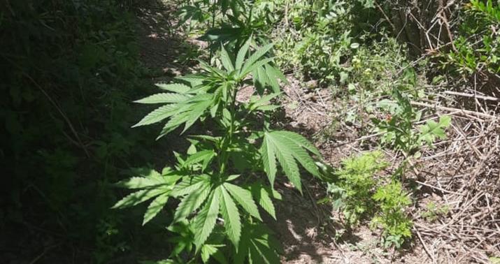 Beyləqanda narkotik bağbanı tutuldu –