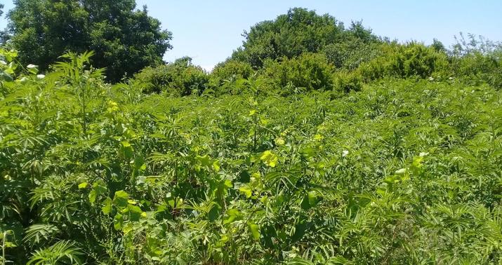 Ağdamda polis əməliyyat keçirdi –