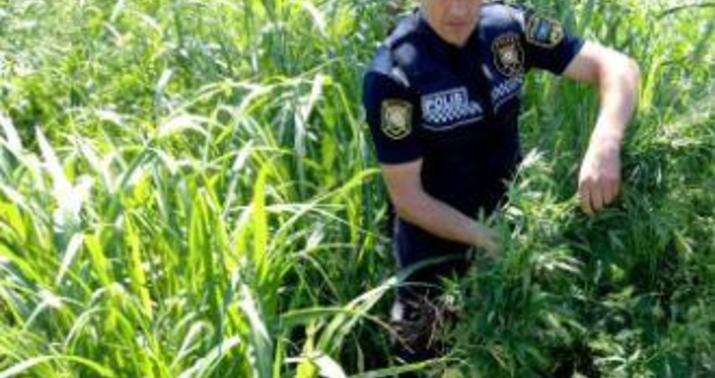 Bakıda narkotik bağbanı saxlanıldı