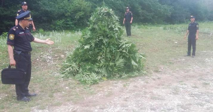 Qubada 3 tondan çox narkotik aşkarlandı –