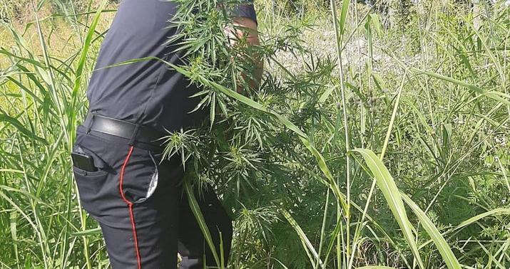 Zaqatalada 2 tona yaxın narkotik məhv edildi –