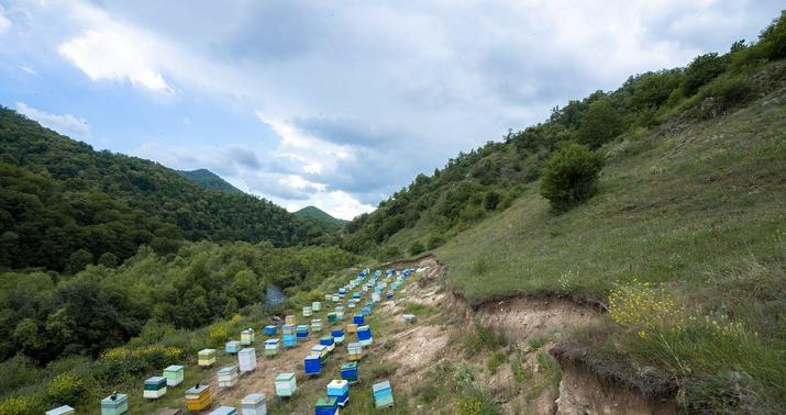 Kəlbəcər yaylaqlarına daha 2 500 arı ailəsi köçürüldü