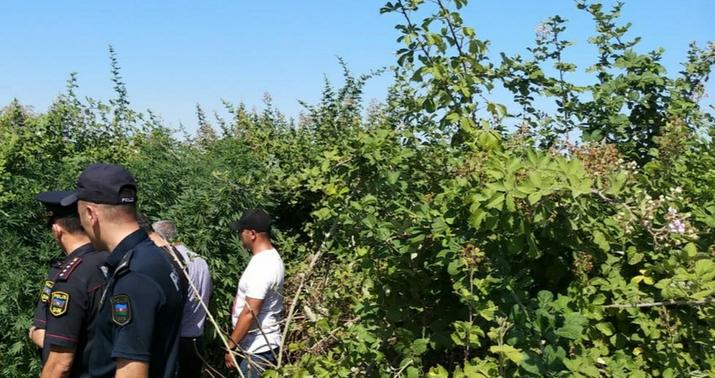 Ağdaşda narkotik bağbanı tutuldu –