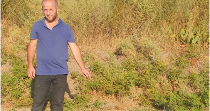 Saatlıda narkotik bağbanı həbs edildi