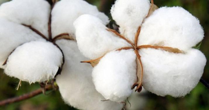 Pambığın qiyməti son 10 ilin ən yüksək səviyyəsinə çatdı