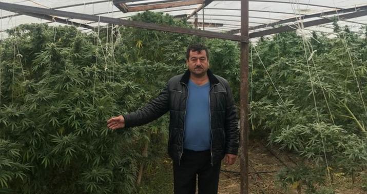 Bərdədə narkotik bağbanı tutuldu