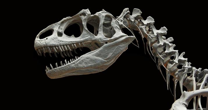 Buynuzlu dinozavrın qalıqları 8 milyon dollara satıldı