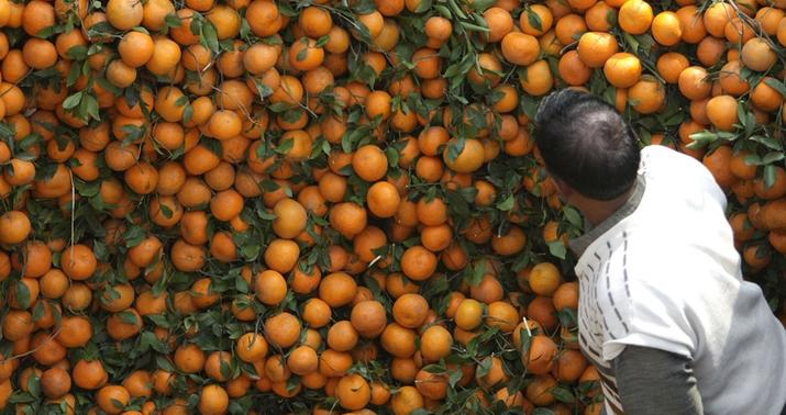 Rusiya Türkiyədən narıngi idxalını qadağan etdi –