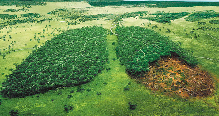 "Dünyanın ciyərləri" məhv olur