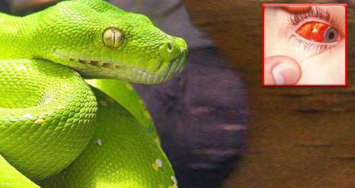 Dünyanın ən zəhərli ilanı –