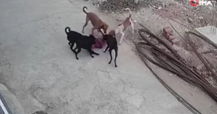 Quduz itlər azyaşlı qıza gücum etdi -