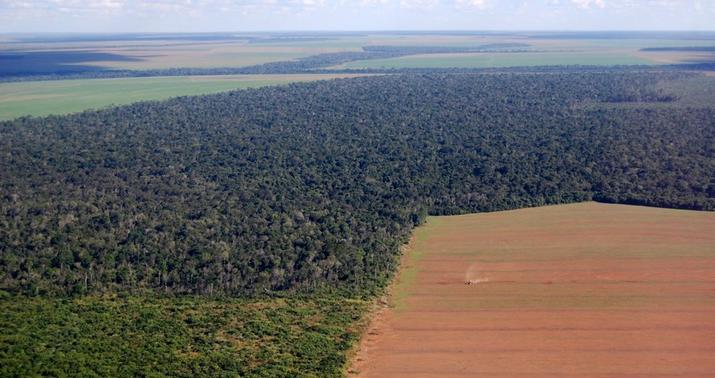 Amazon meşələrininin sonu -