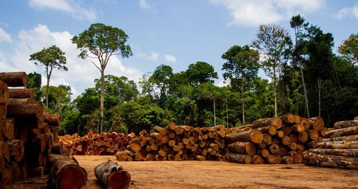 Bir ayda Amazon meşəsinin 62 faizi yoxa çıxıb –