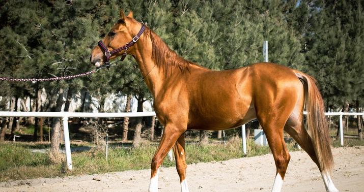 Qarabağ atlarının ilkin satış qiymətləri açıqlandı