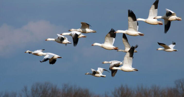 Diri quşların Azərbaycan ərazisindən tranzitinə məhdudiyyət qoyuldu