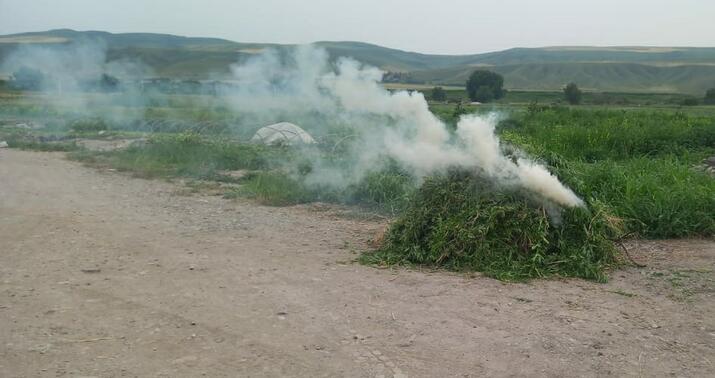 Şəkidə narkotik tərkibli bitkilər məhv edildi –