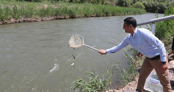 Həkəri çayına qızılxallı forel körpələri buraxıldı -
