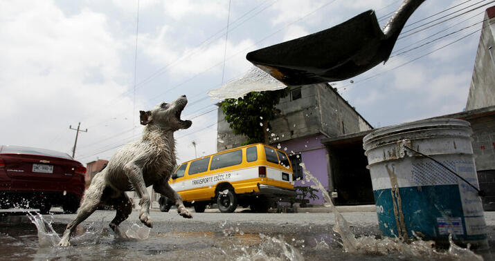 Balakəndə qoca kişini it parçalayaraq öldürdü