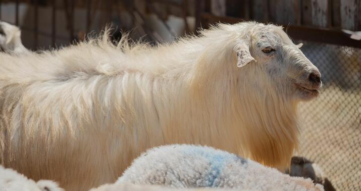 Qurbanlıq heyvanların satış və kəsim yerləri açıqlandı