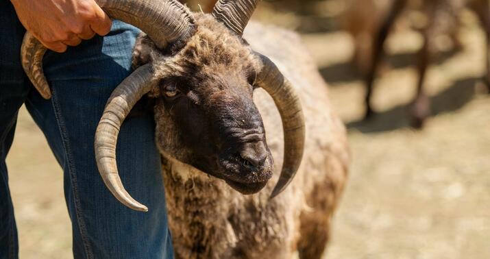 Qurban bayramı iyulun 9-dadır -