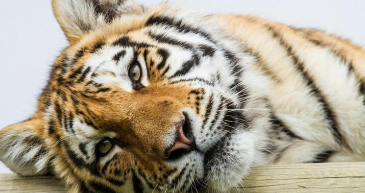 Amur pələngi koronavirusdan öldü