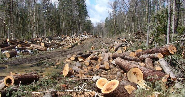 Zaqatalada 40 ağacın kəsilməsi ilə bağlı cinayət işi başlanıldı