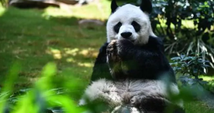 Ən uzunömürlü panda 35 yaşında öldü