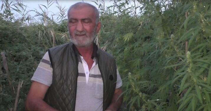 Yevlaxda narkotik bağbanı tutuldu